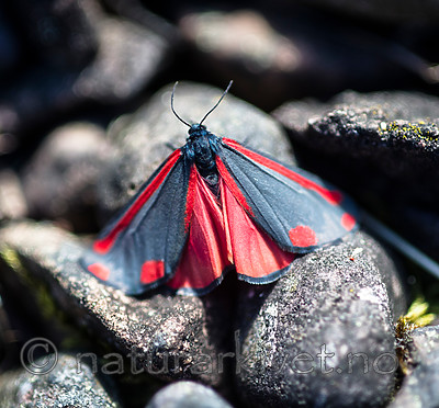 BB 13 0524 / Tyria jacobaeae / Karminspinner